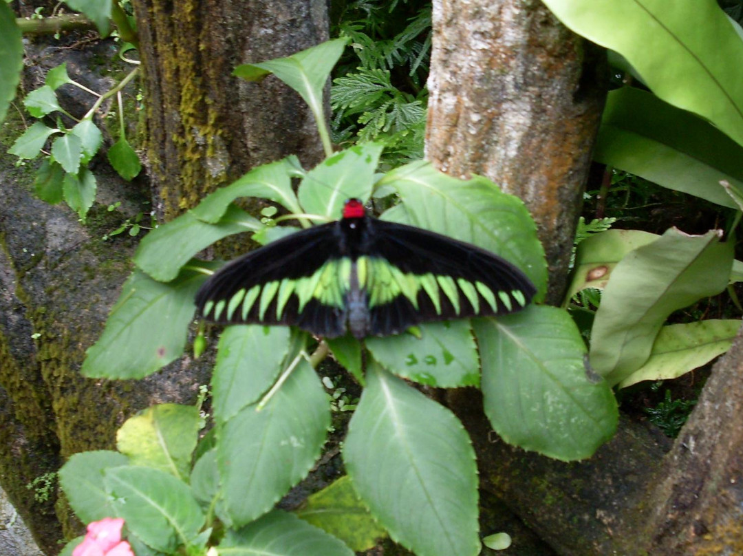 蝴蝶公园-吉隆坡必去景点