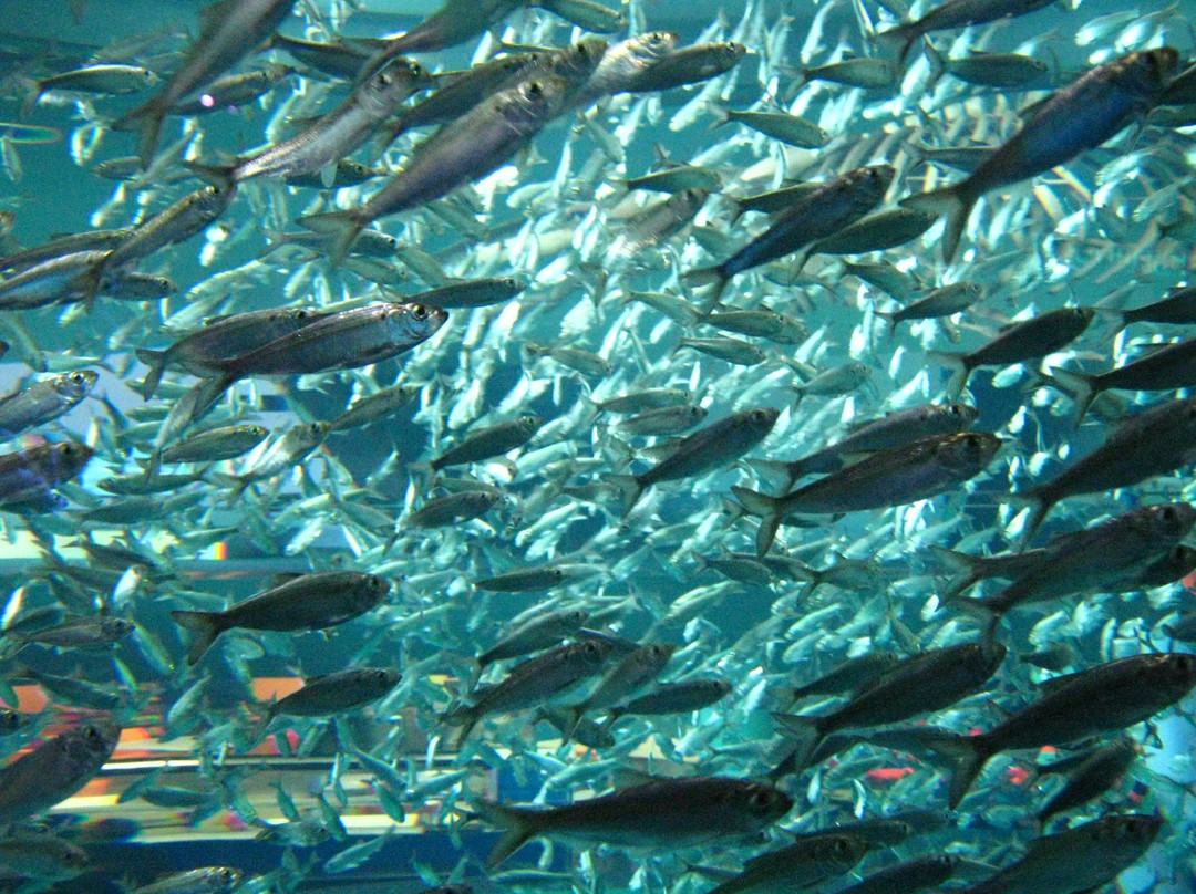 加拿大里普利水族馆-多伦多必去景点