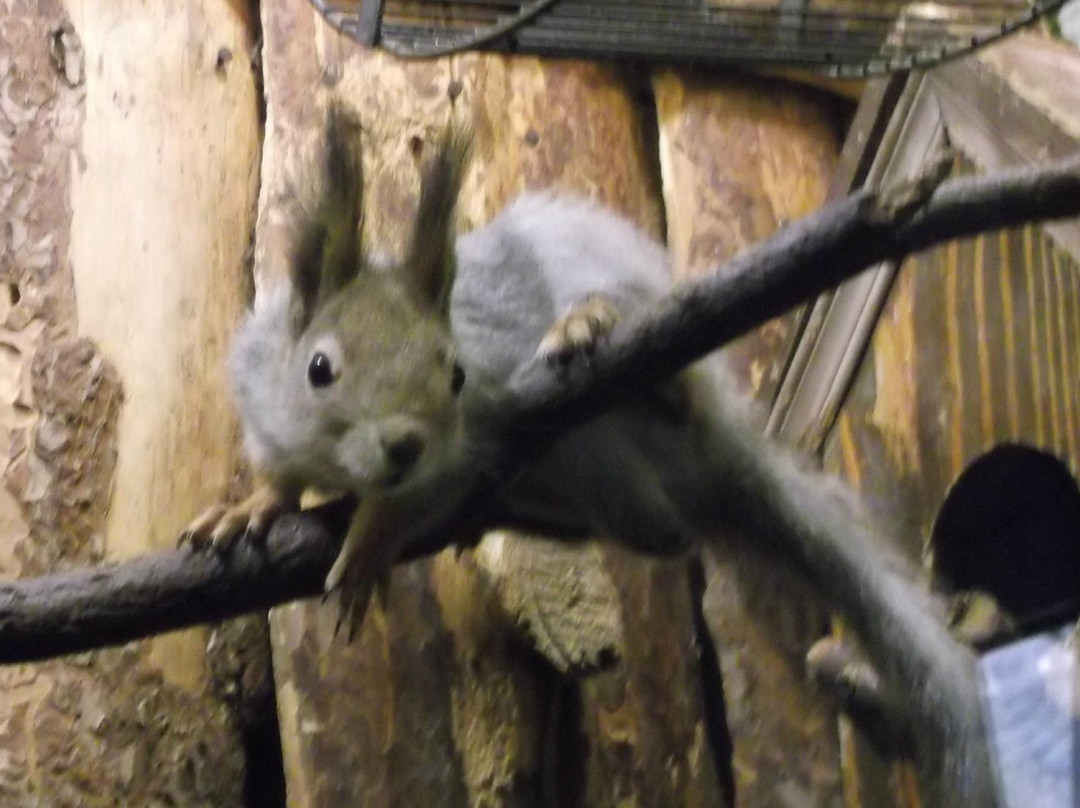 Zoo Smolensk景点图片