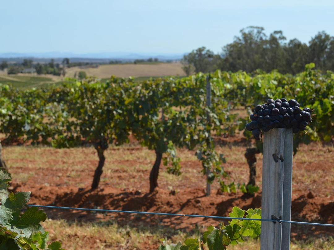 Wine Country Tours景点图片
