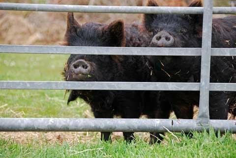 Castallack Farm主图