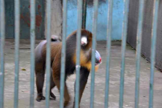 秦皇岛野生动物园-秦皇岛市必去景点