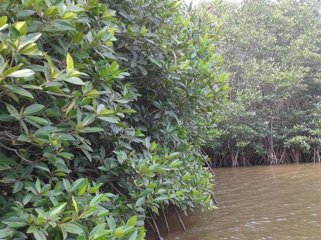 Pichavaram Mangrove Forest-Chidambaram必去景点
