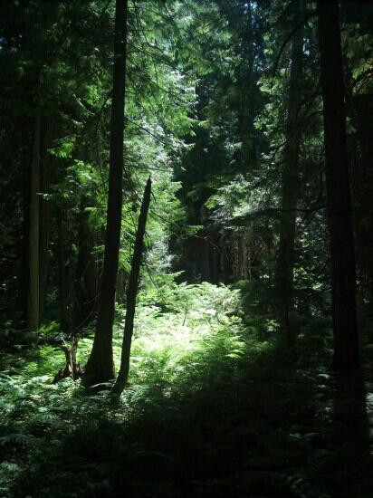 Ross Creek Cedar Grove Scenic Area景点图片