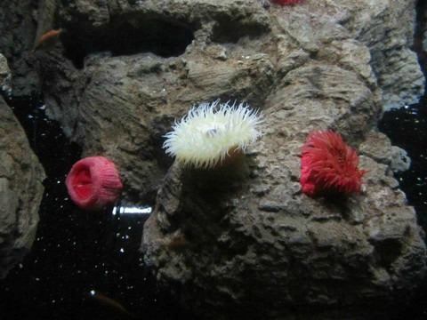 Istanbul Akvaryum-伊斯坦布尔必去景点