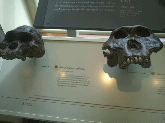 洛杉矶县自然历史博物馆-洛杉矶必去景点