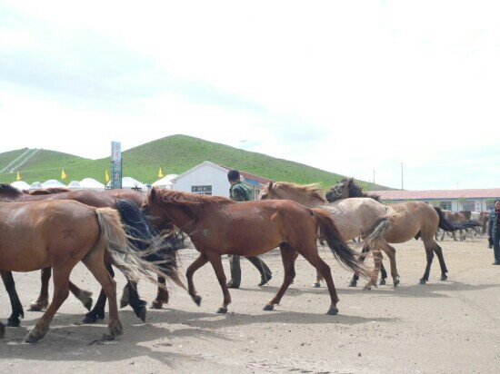 坝上红山军马场-围场县必去景点