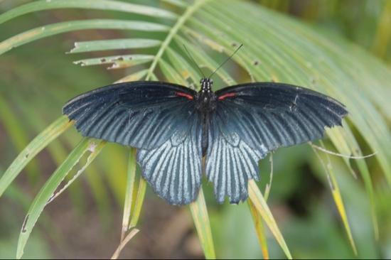 女王蝴蝶园-暹粒必去景点