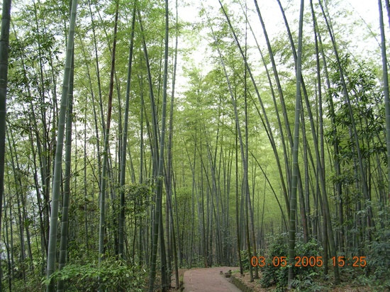 蜀南竹海景点图片