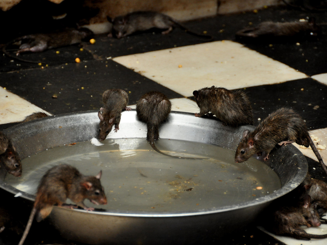 Karni Mata Temple-Deshnoke必去景点