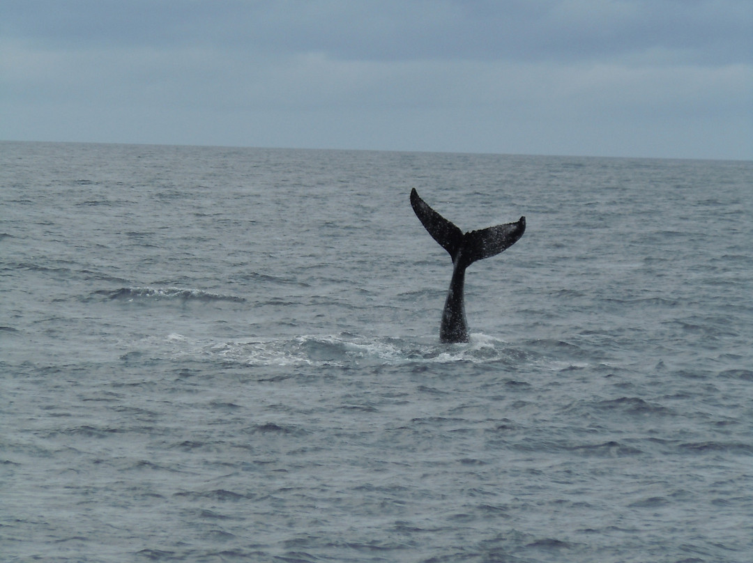 太平洋鲸鱼基金会-玛阿拉也亚必去景点