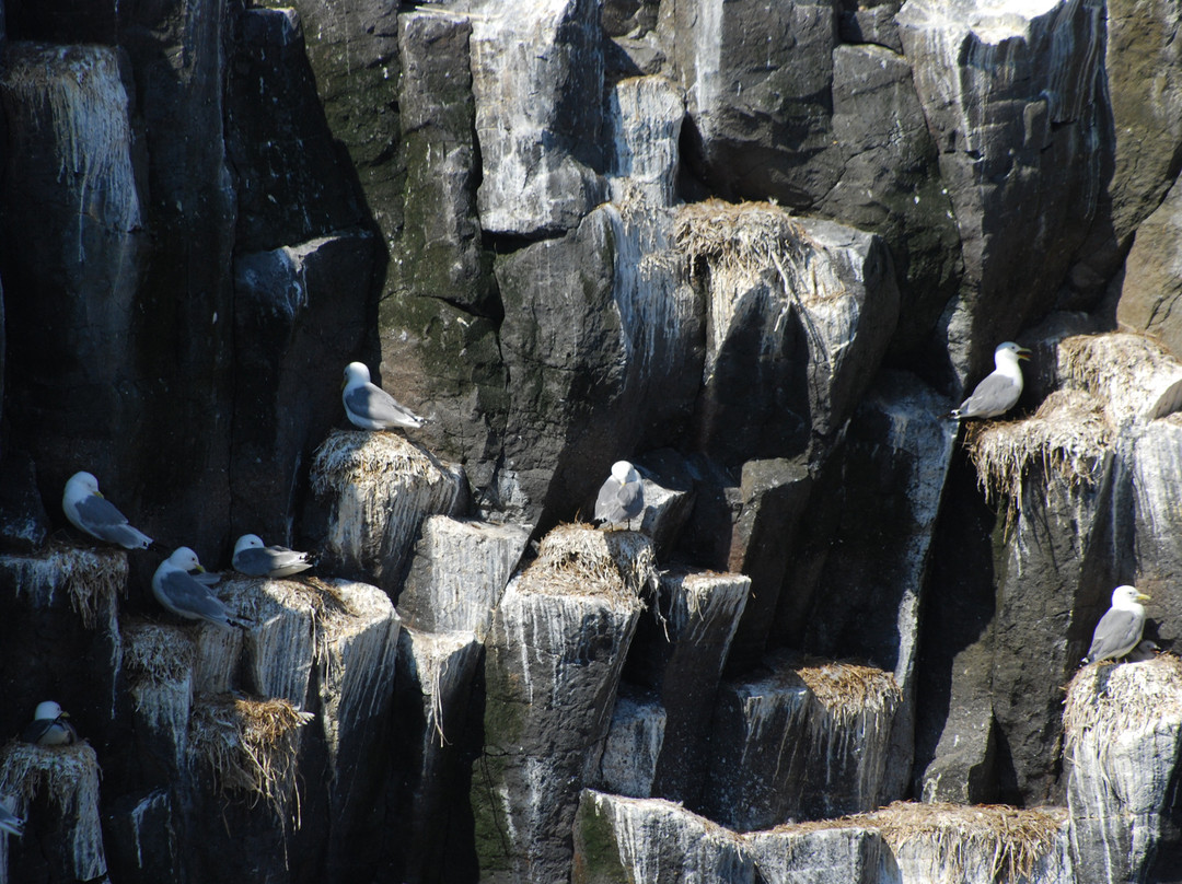 Laki Tours Whale Watching - Olafsvik-Olafsvik必去景点