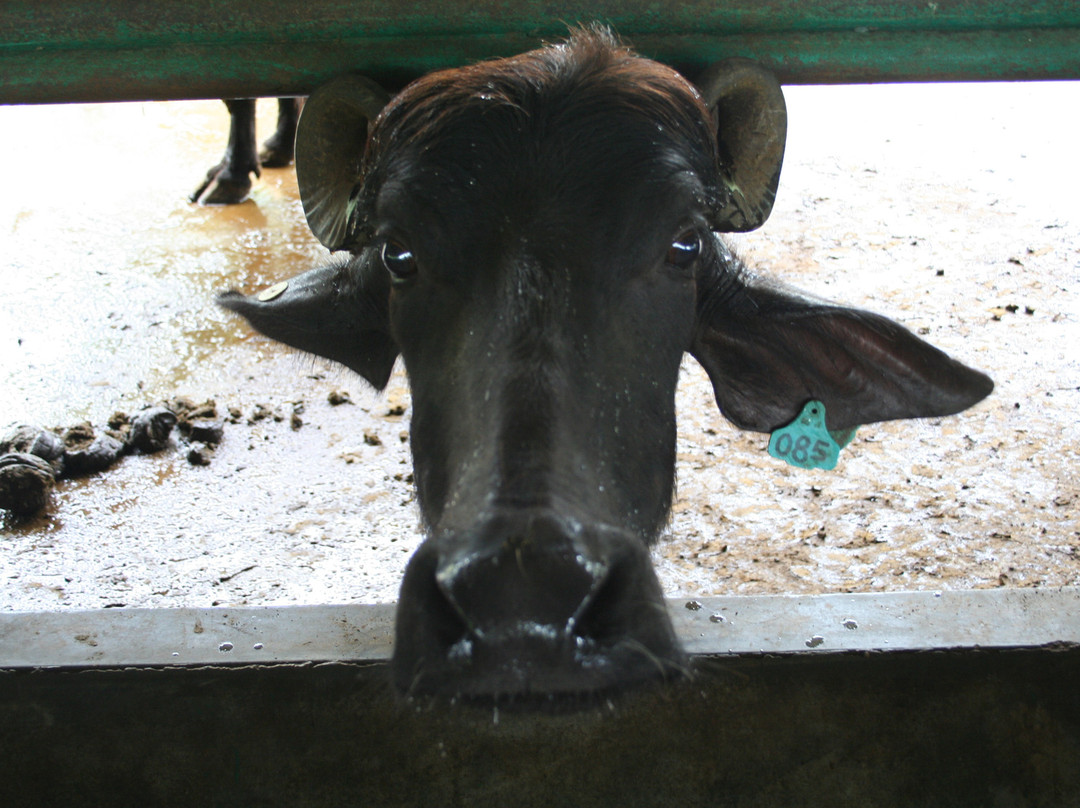 Buffalo Park Langkawi-兰卡威必去景点