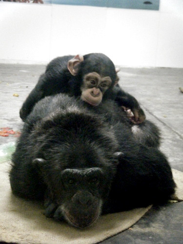 秦岭野生动物园-西安市必去景点