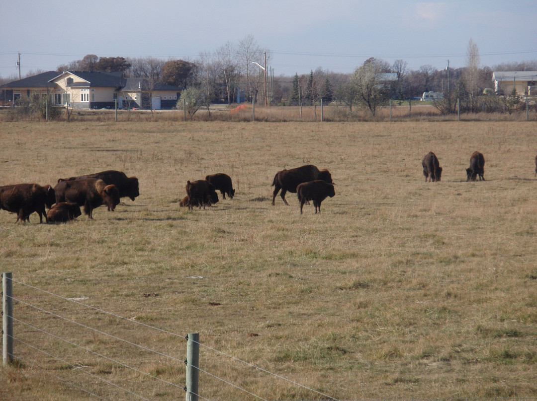 Fort Whyte Alive-温尼伯必去景点