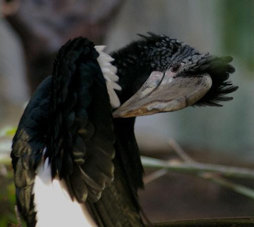 Bird Kingdom-尼亚加拉大瀑布必去景点