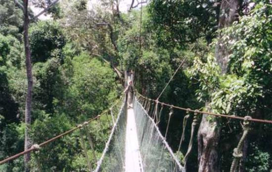 Merapuh旅游景点-Taman Negara National Park