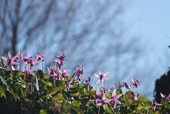 Hachigata Castle Park-寄居町必去景点