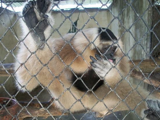 普吉岛动物园-普吉岛必去景点