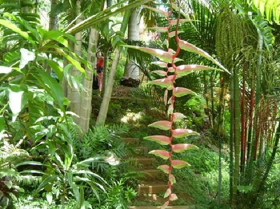 Princeville Botanical Gardens-普林斯维尔必去景点
