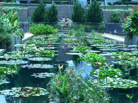 The International Waterlily Collection-圣安吉洛必去景点