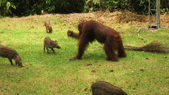 Camp Leakey-Central Kalimantan必去景点