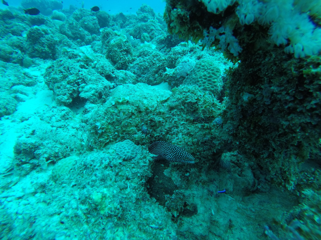 Bigorno Diving Center Mauritius景点图片