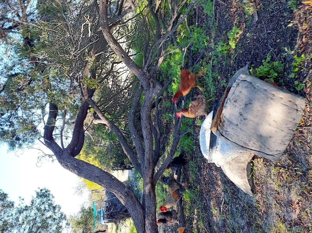 Sakura Getaway