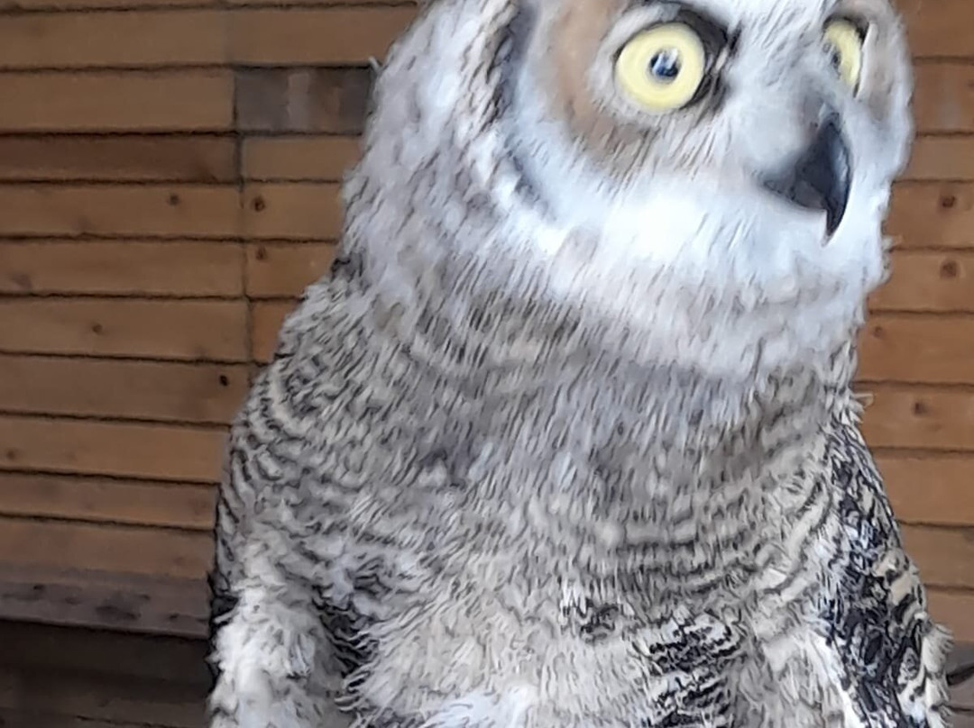 Perriswood Archery & Falconry Centre景点图片