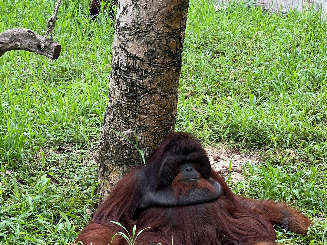 Ubon Zoo景点图片