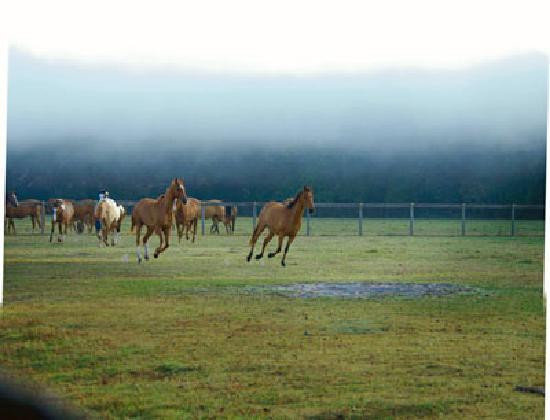 Deep Creek Stables-Pierson必去景点