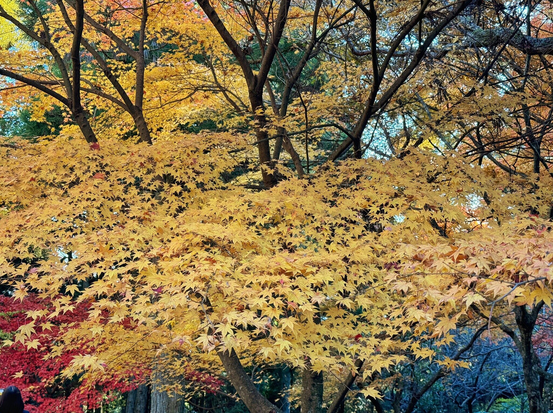 Kiyomizudera Temple景点图片