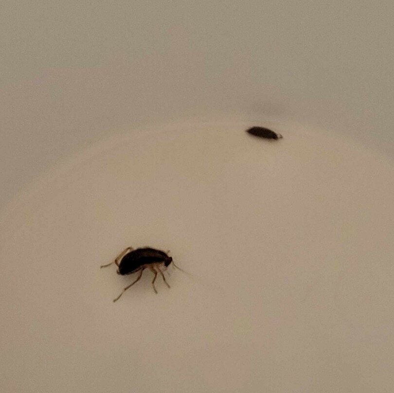 Quality Inn Selah North Park主图