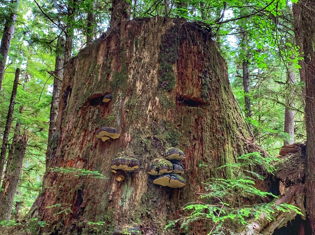 Dempsey Collinson Memorial Trail-Daajing Giids必去景点