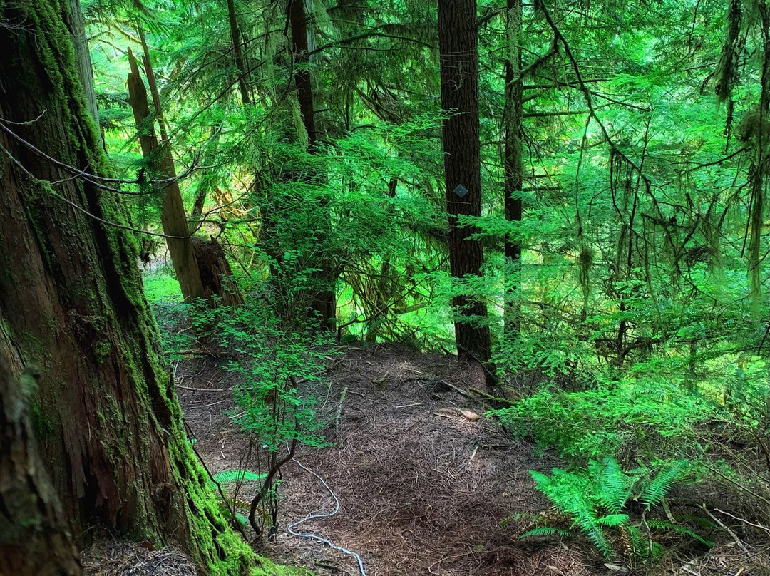 Dempsey Collinson Memorial Trail景点图片