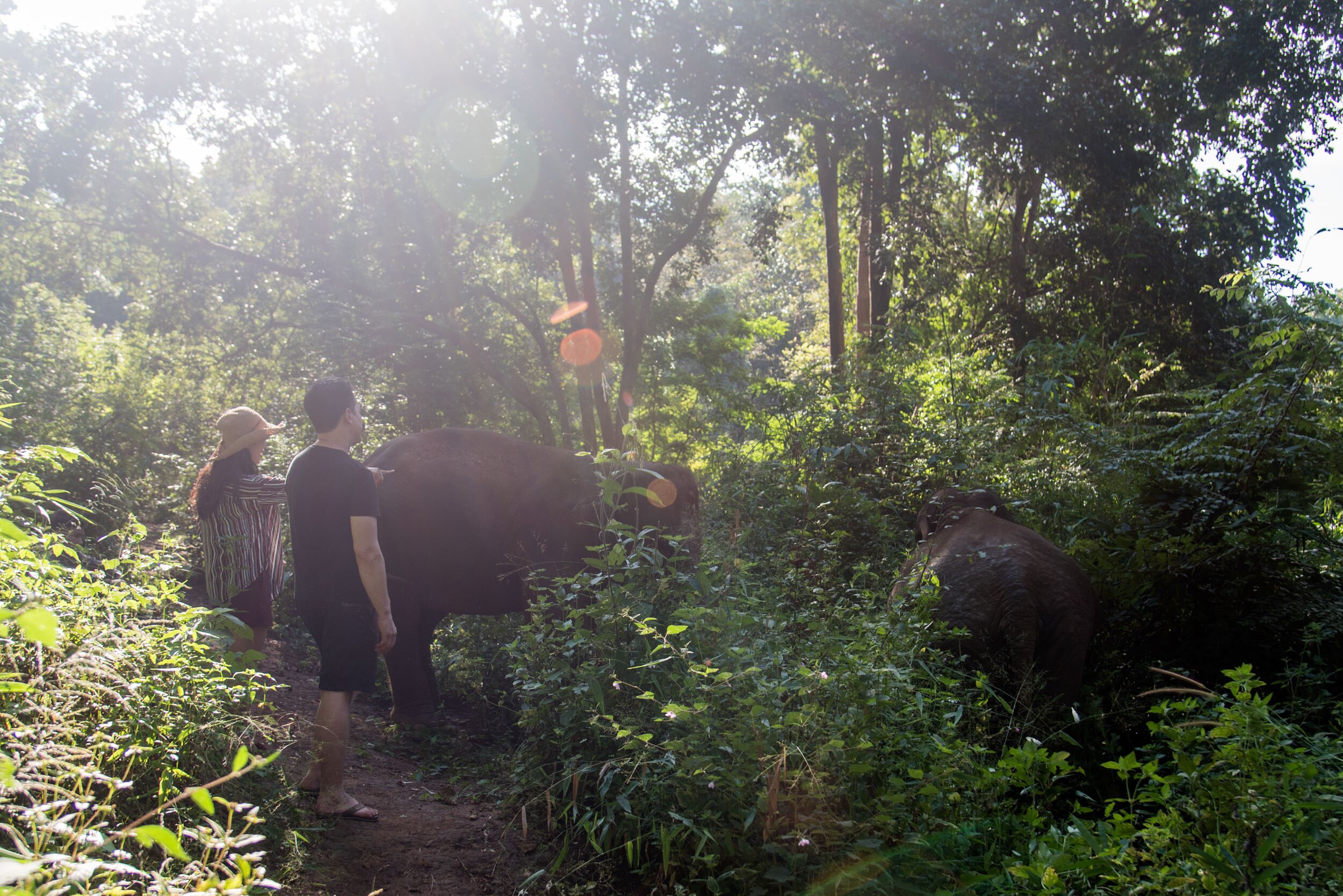 Puthawan Elephant Camp-官方