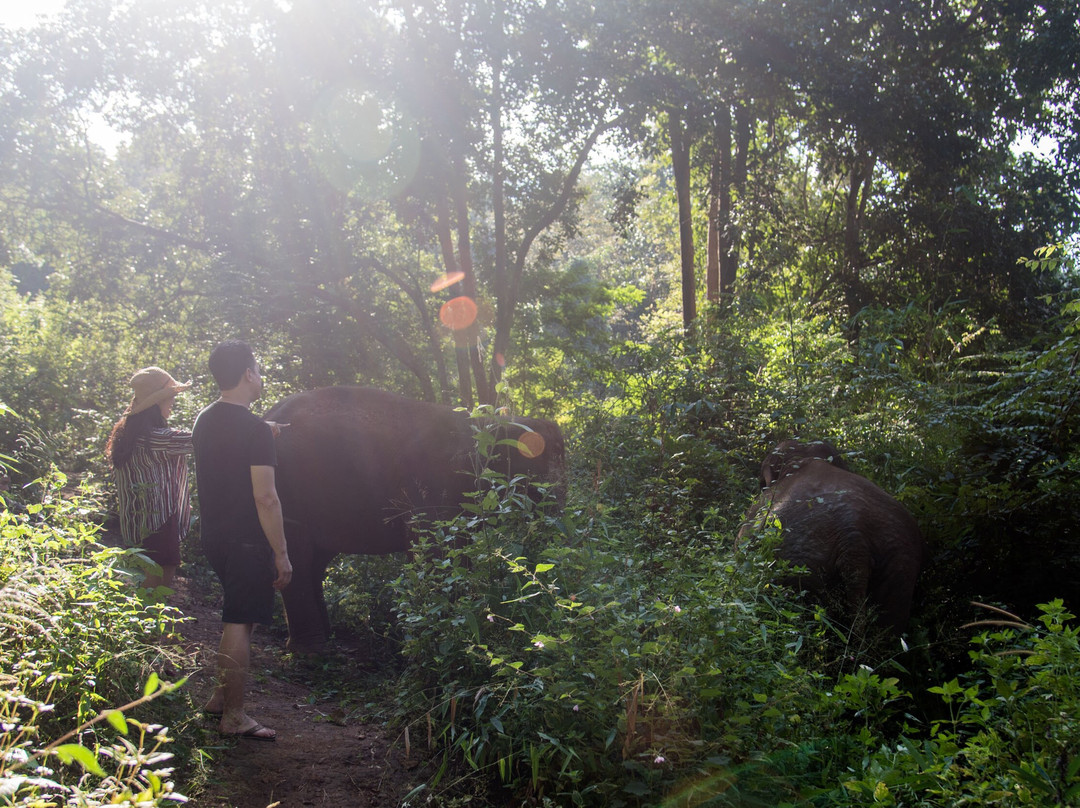 Puthawan Elephant Camp主图