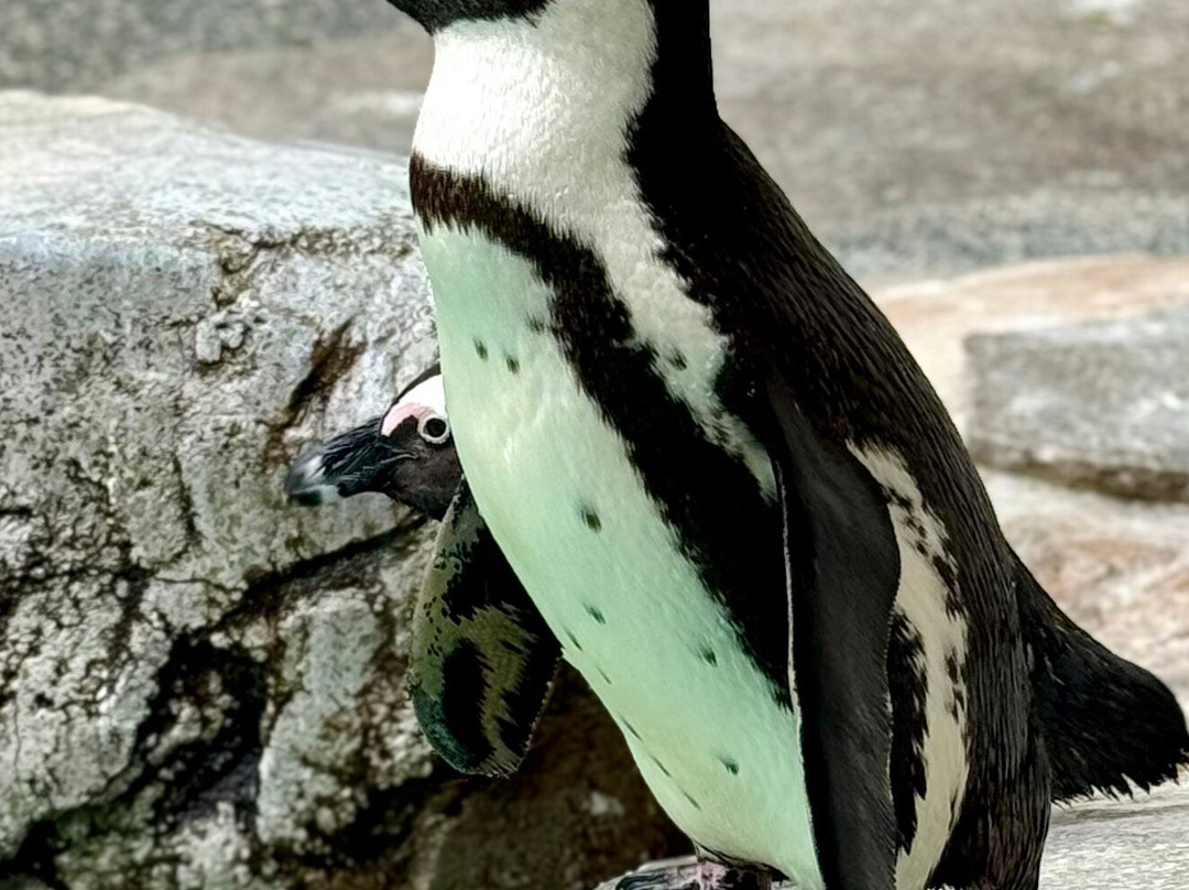 长崎企鹅水族馆景点图片