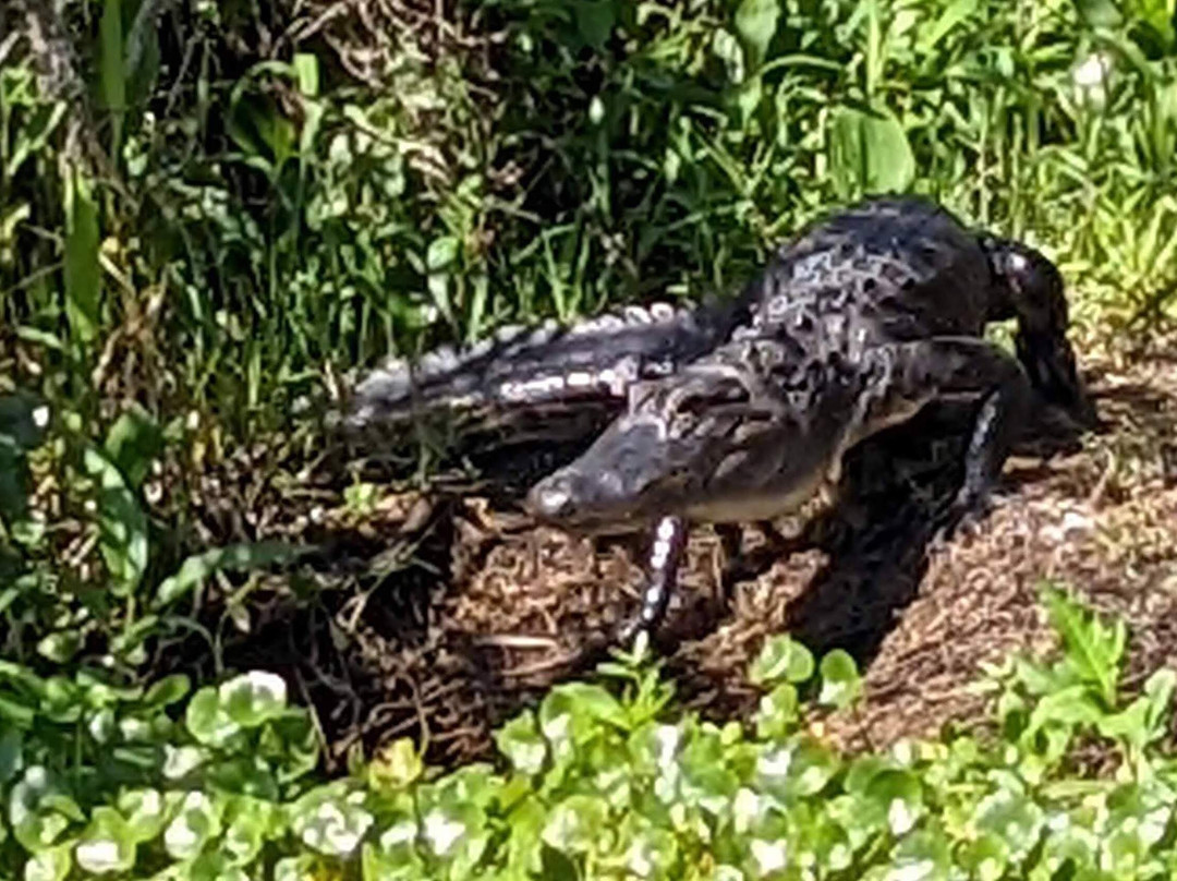 ShantYacht-Astor必去景点