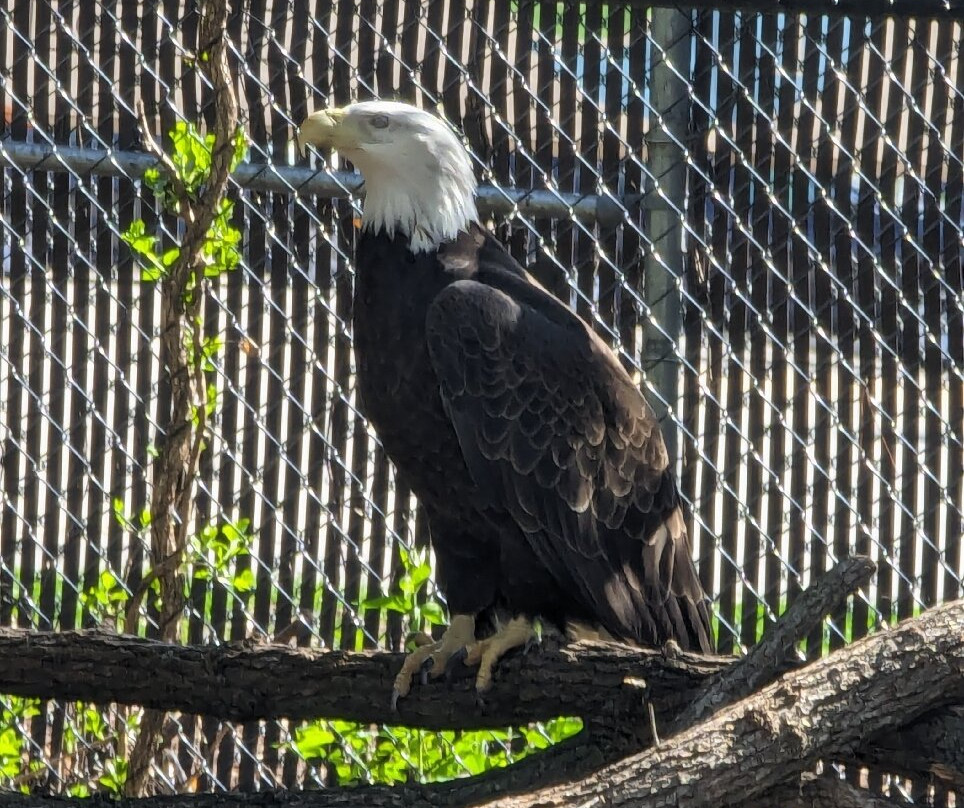 Miller Park Zoo-布卢明顿必去景点