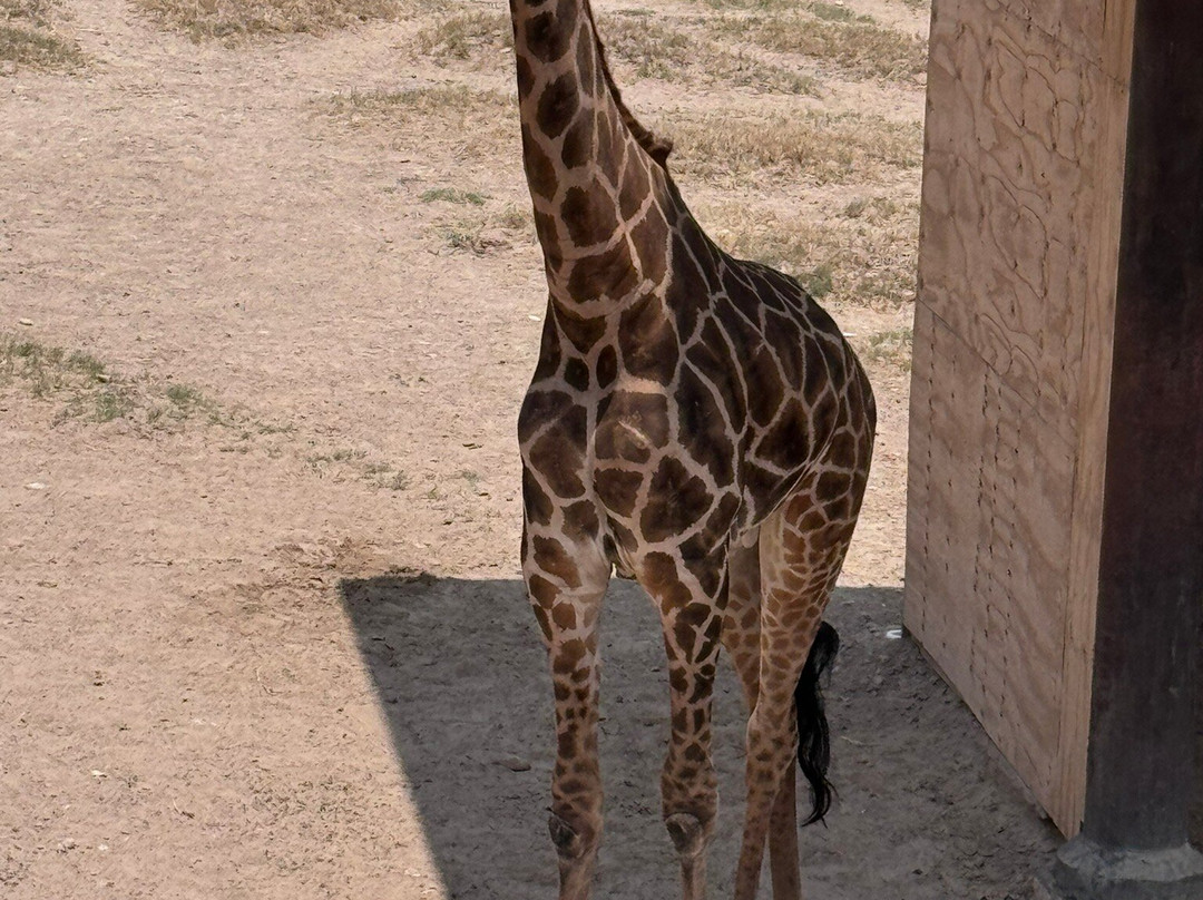 Zoologico de Nuevo Laredo景点图片