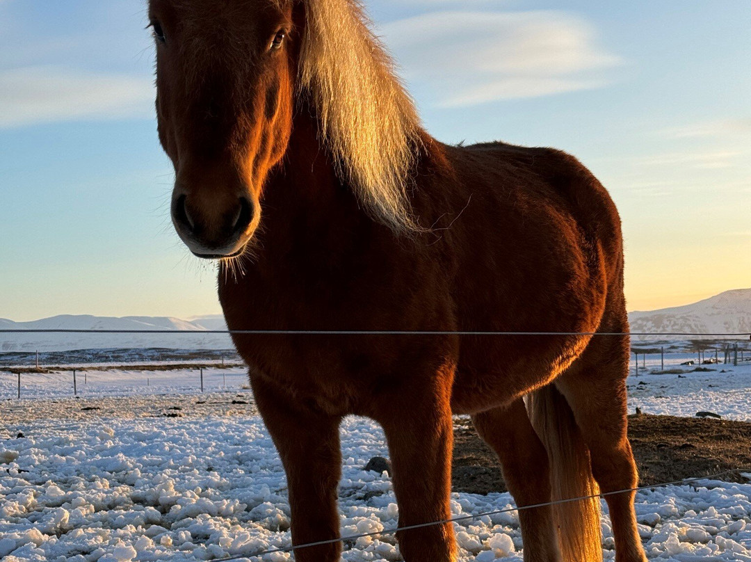 Yogihorse Iceland