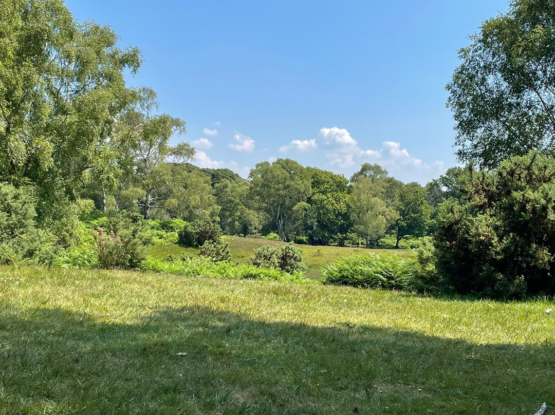 New Forest National Park景点图片