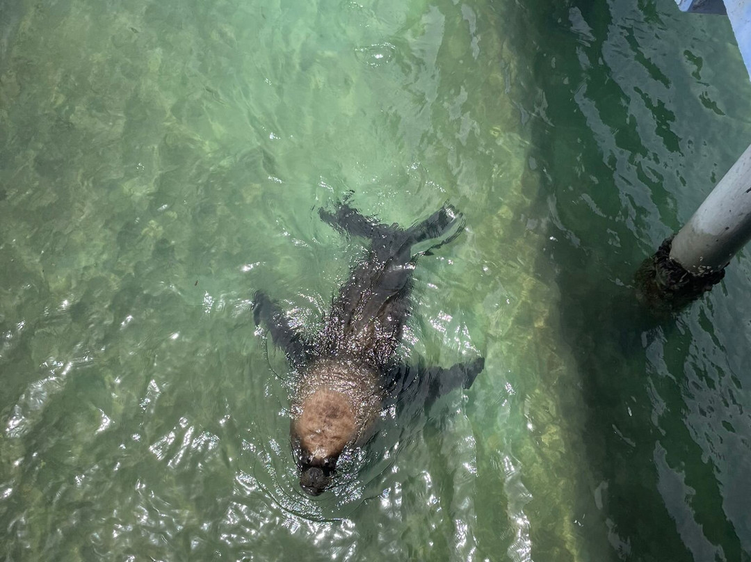 Delfinario Cayo Naranjo-Rafael Freyre必去景点