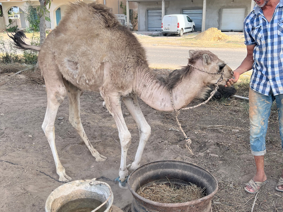Poterie Mjahed Faouzi