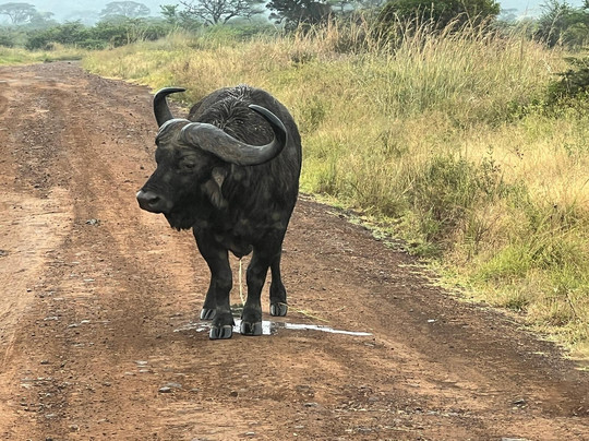 Bush Thorns Adventures and Safaris-内罗毕必去景点