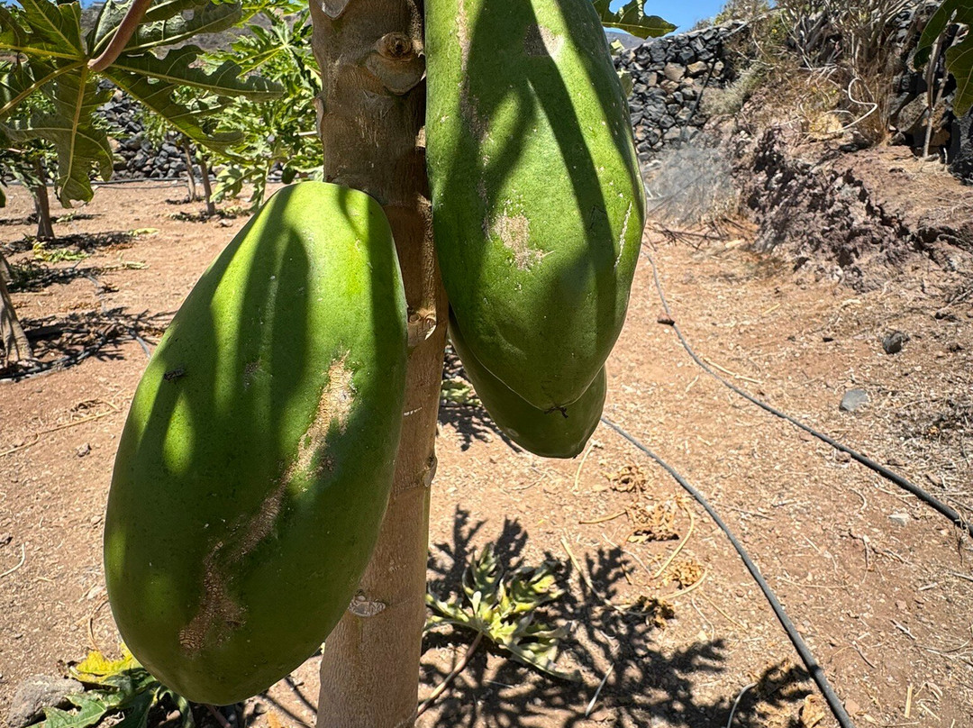Finca Canarias Aloe Vera-阿罗纳必去景点