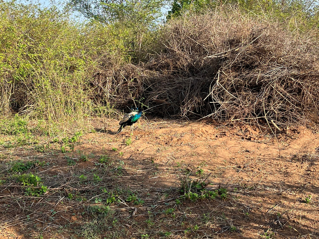 SriLanka Best Safari Udawalawe National Park-乌达瓦拉瓦必去景点