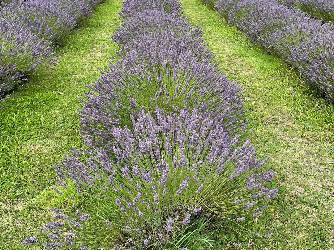 Lavender Fields-Alton必去景点