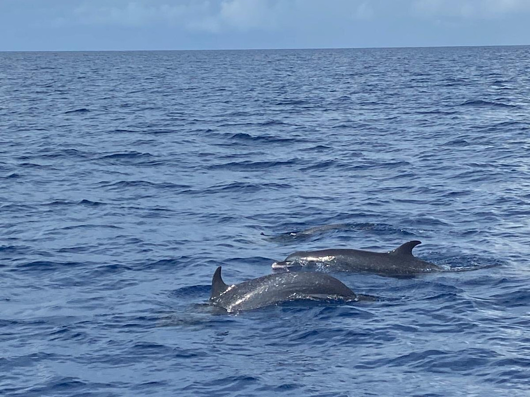 Dauphins Martinique-Trois-Ilets必去景点